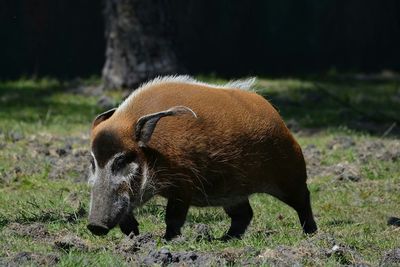 Wild boar on field