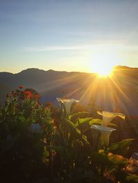 Scenic view of grassy field against sky during sunset