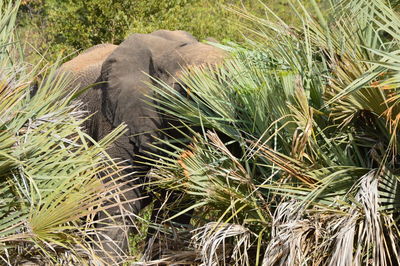 View of elephant on field