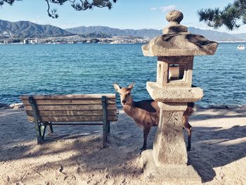 View of an animal on sea against mountain