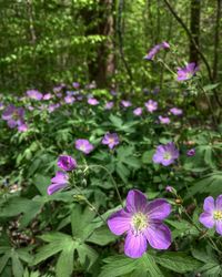 Close-up of purple flowering plants