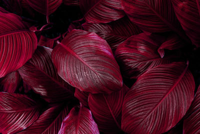 Full frame shot of red leaves