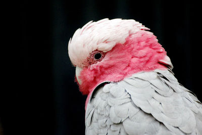 Close-up of parrot perching on black background