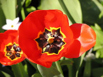 Close-up of bee on red flower