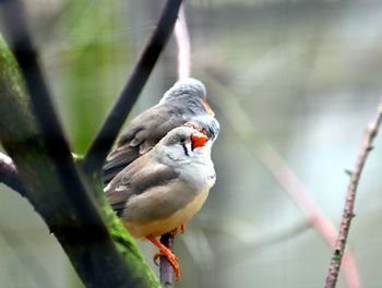 Close-up of bird perching on a branch