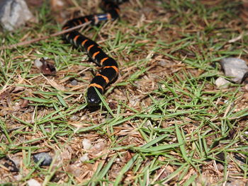 Close-up of insect on grass