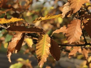 Close-up of autumnal leaves