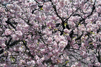 Low angle view of pink flowers blooming in park