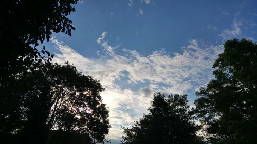 Low angle view of silhouette trees against sky