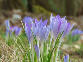 Close-up of purple crocus flowers on field