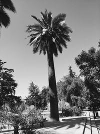 Low angle view of palm trees against clear sky