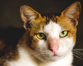 Close-up portrait of cat at home