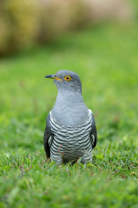 Close-up of a bird looking away