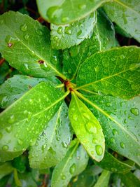leaf