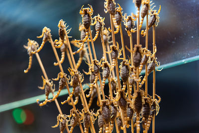 Close-up of corn for sale at market