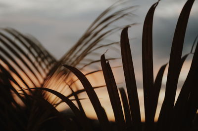 Close up of sunlight