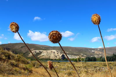 Scenic view of flower field against sky