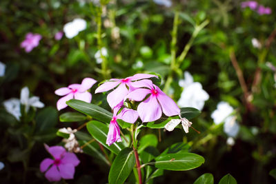 Close-up of pink flowering plant