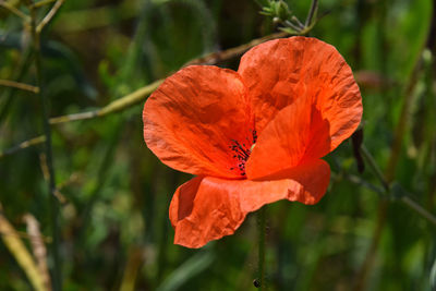 Close-up of flowers