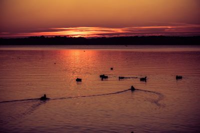 Silhouette birds on sea against sky during sunset