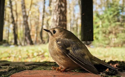 Close-up of a bird in a forest