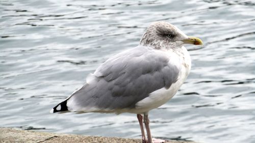 Close-up of seagull on beach