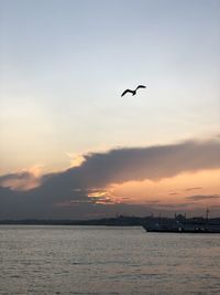 Silhouette birds flying over sea against sky