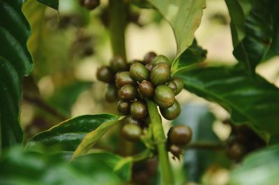 The green coffee on the tree