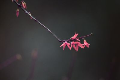 Close-up of red flowering plant