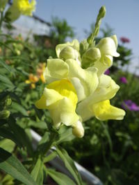 Close-up of yellow flowers blooming outdoors