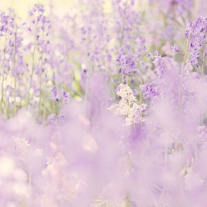 Close-up of purple flowers