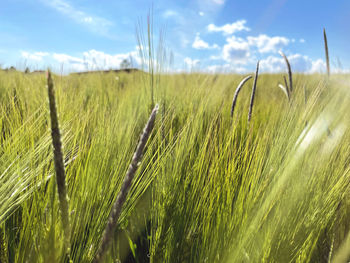 Scenic view of grassy field against sky