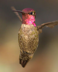 Close-up of bird