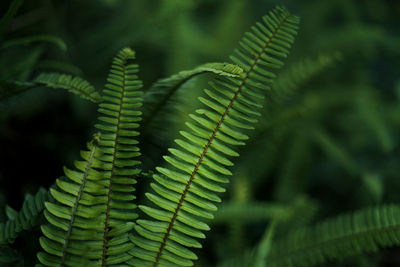 Close-up of fern leaves