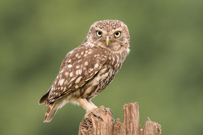 Close-up of owl perching on tree stump