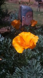 Close-up of yellow flower