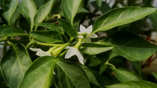 Close-up of fresh green leaves