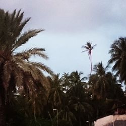 palm tree