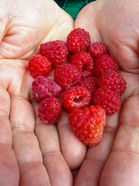 Cropped image of hand holding strawberries