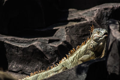 Close-up of lizard on rock