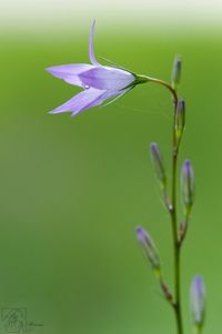 Close-up of lavender flower