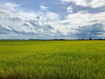Scenic view of agricultural field against sky