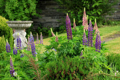 Close-up of purple flowering plants in garden