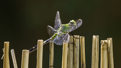 Close-up of dragonfly on wooden fence
