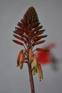 Close-up of flowering plant