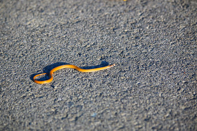 Tiny orange snake crossing road golden hour direct sunlight