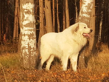 View of dog lying down on field