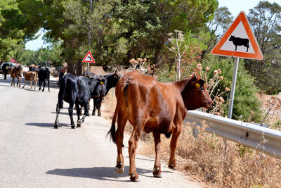 Cows on country road