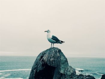 Bird perching on shore against clear sky
