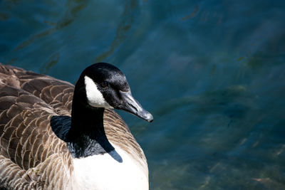 Close up of canada goose